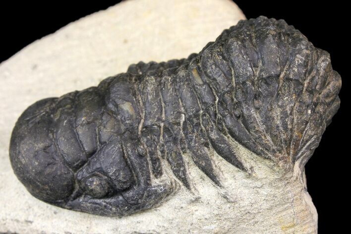 Bargain, Crotalocephalina Trilobite - Atchana, Morocco #163197